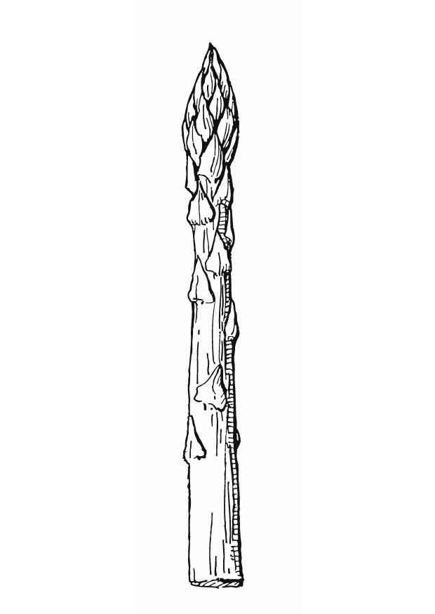asperge Coloriage asperge