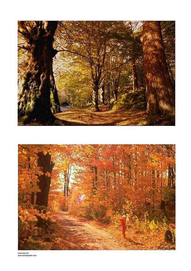 automne Photo automne