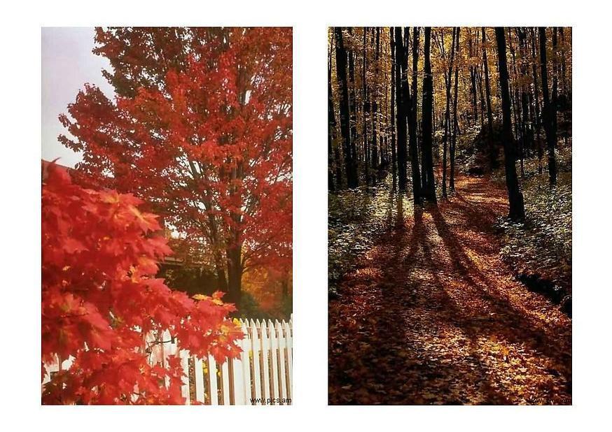 automne Photo automne