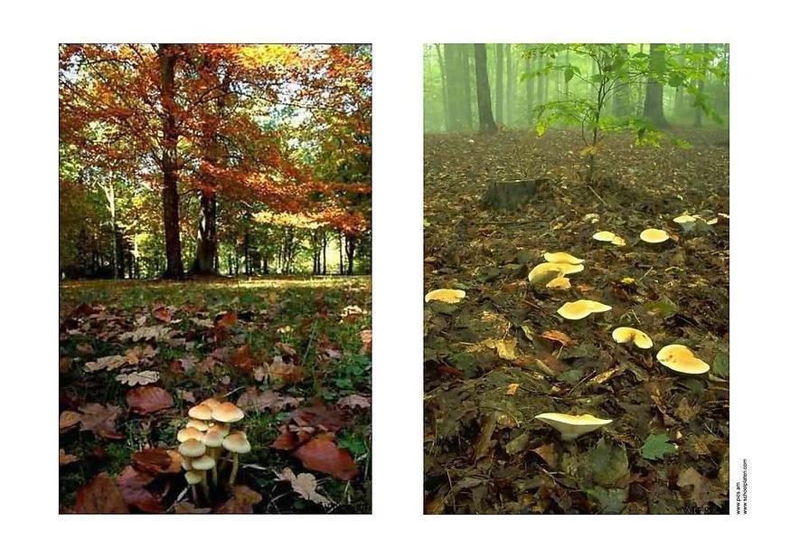 automne Photo automne