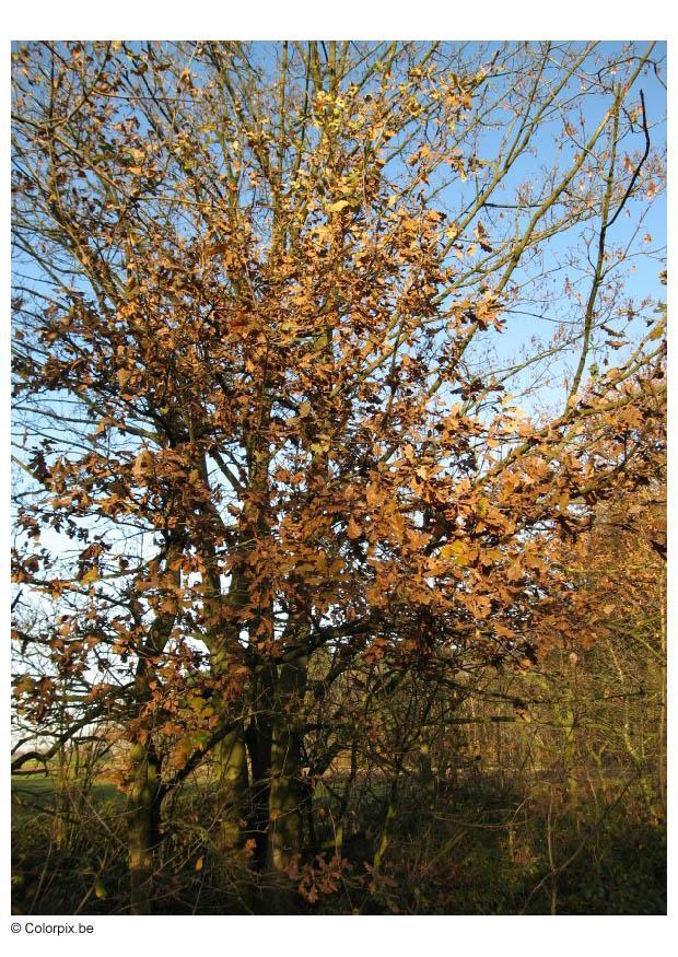 automne Photo automne
