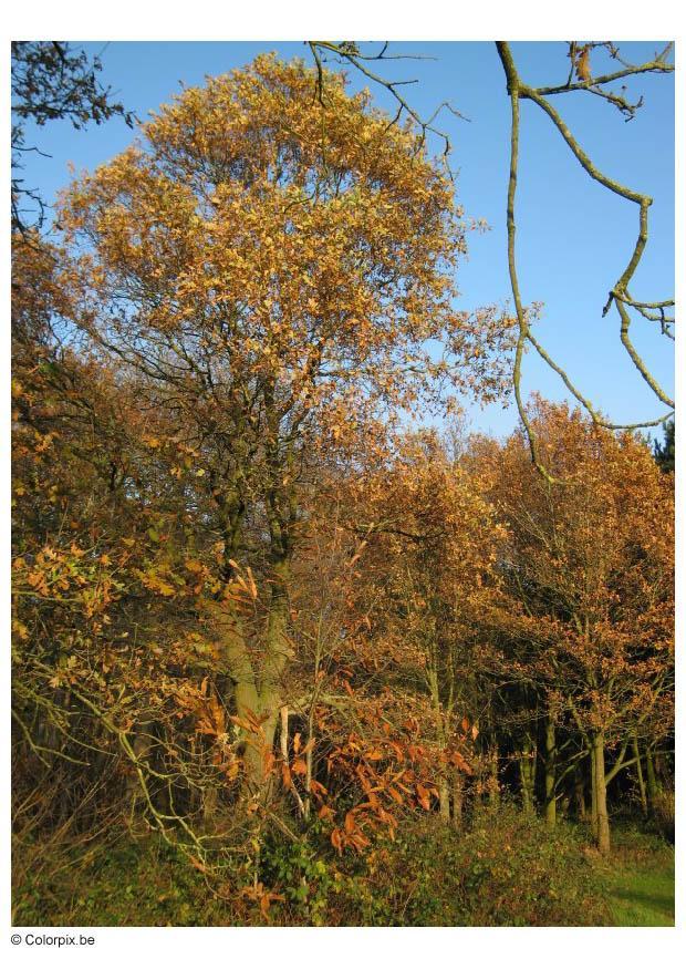 automne dans un bois Photo automne dans un bois