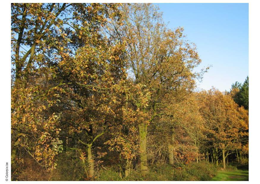 automne dans un bois Photo automne dans un bois