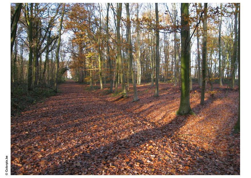 automne dans un bois Photo automne dans un bois