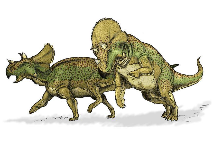 avaceratops Image avaceratops