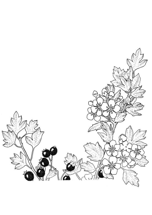baies et fleurs Coloriage baies et fleurs