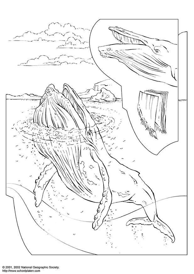 baleine A bosse Coloriage baleine A bosse