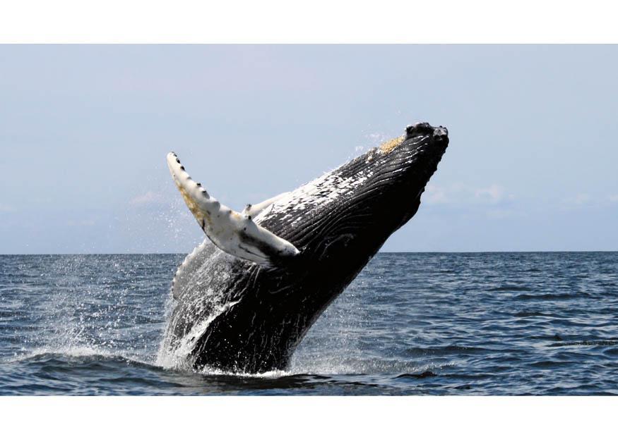 baleine A bosse Photo baleine A bosse