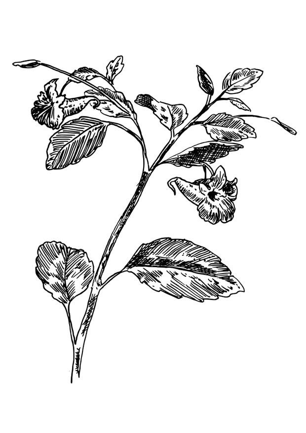 balsamine Coloriage balsamine