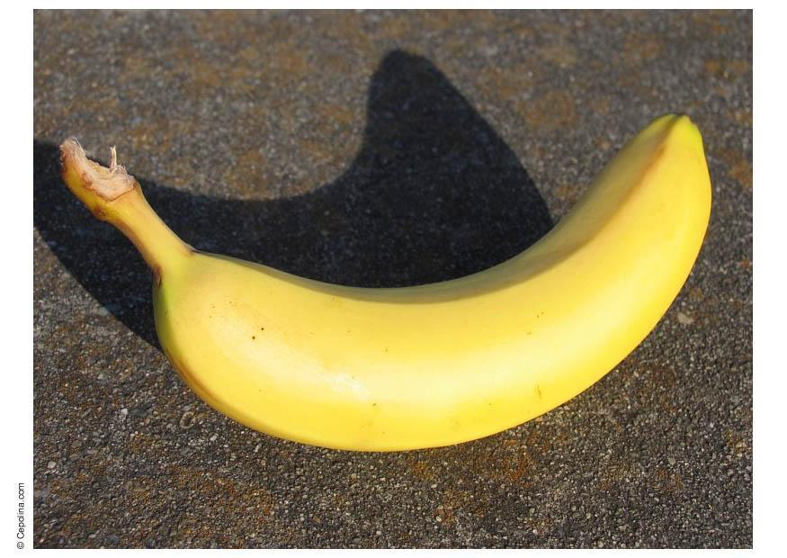 banane Photo banane