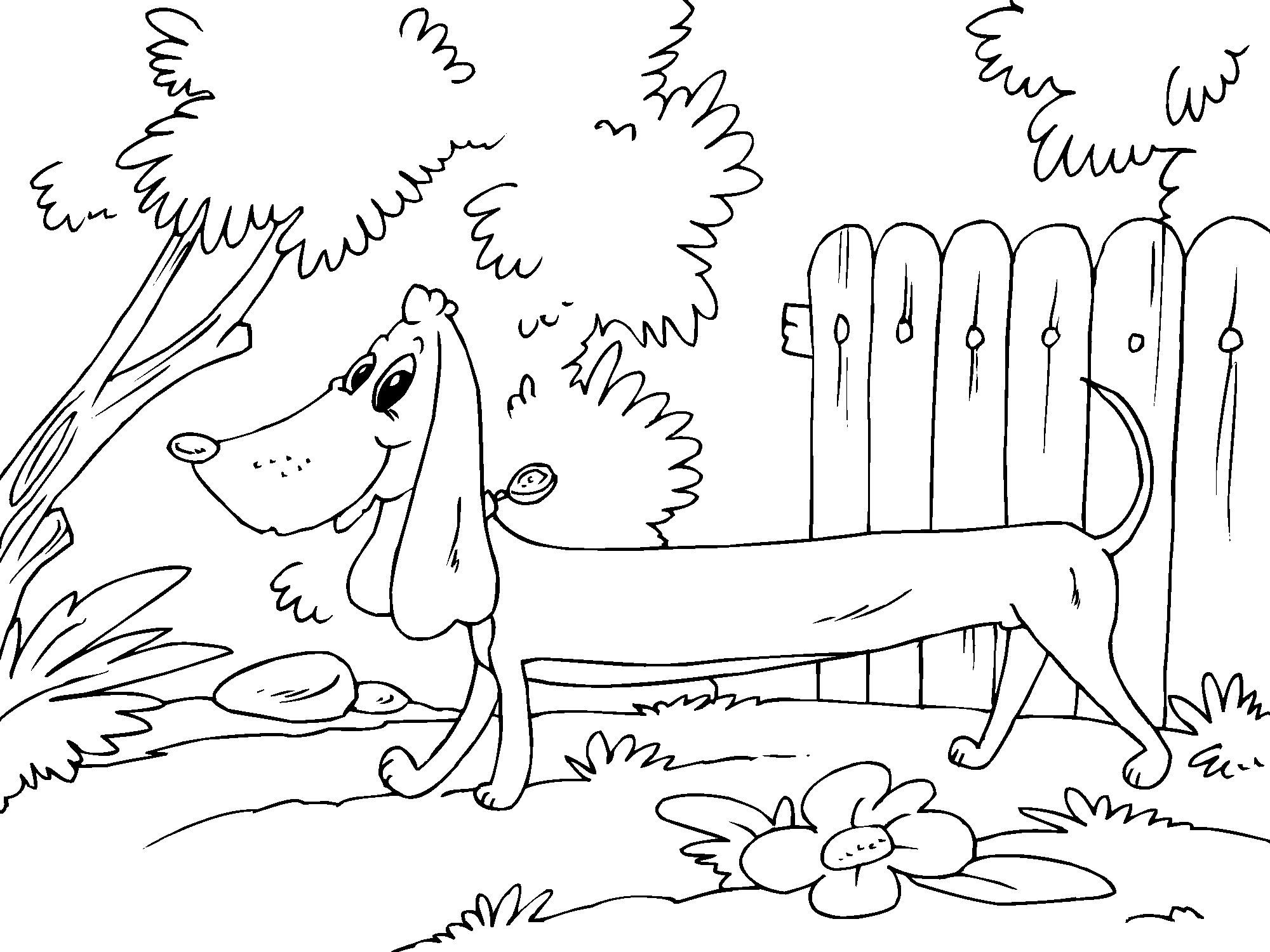 Coloriage basset