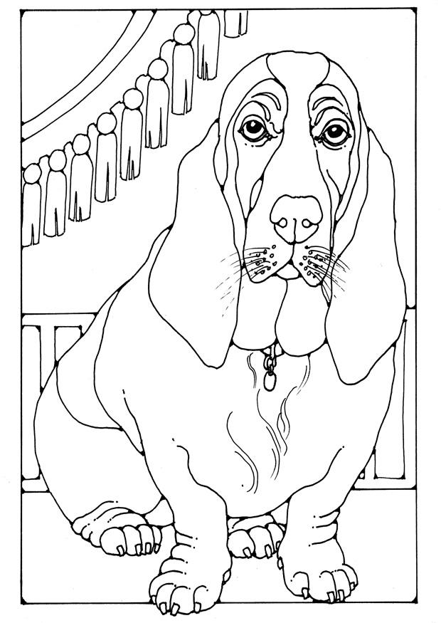 Coloriage basset