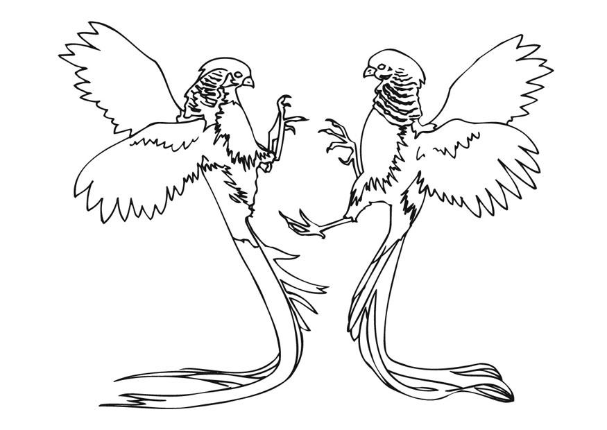 bataille de faisan Coloriage bataille de faisan