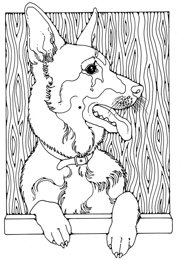 berger allemand Coloriage berger allemand