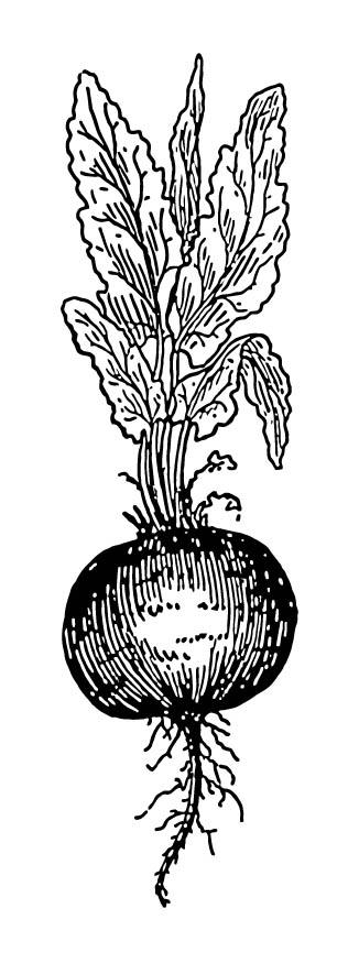 betterave Coloriage betterave