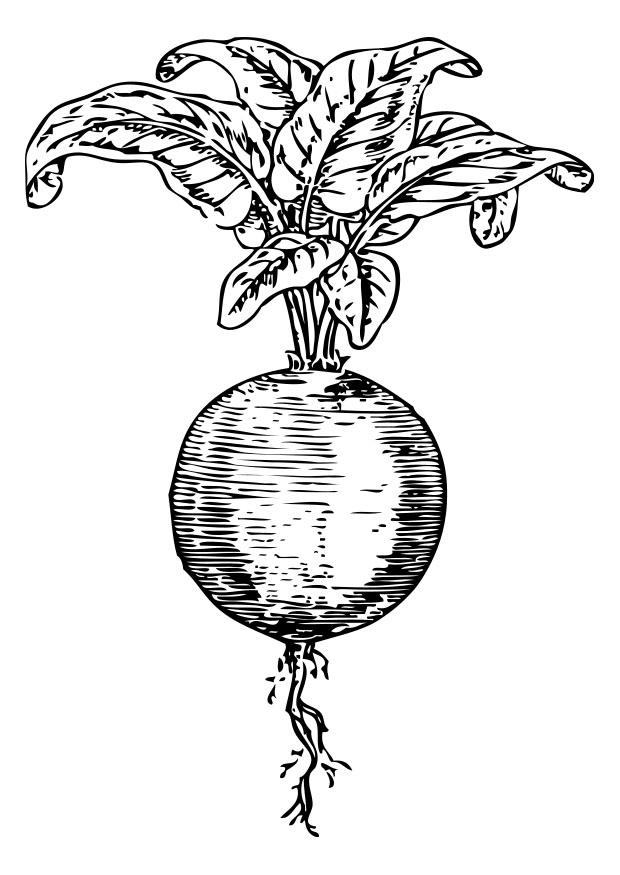 betterave Coloriage betterave
