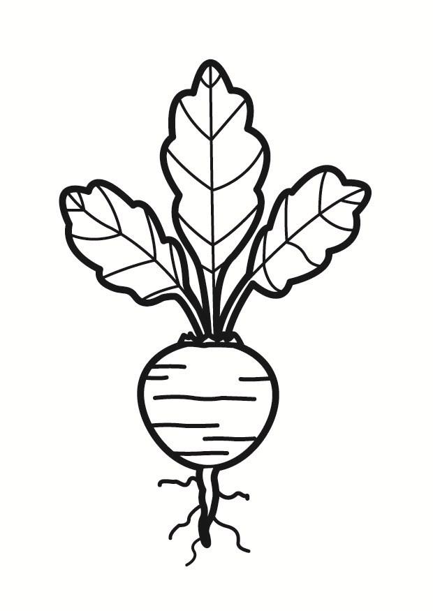 betterave Coloriage betterave
