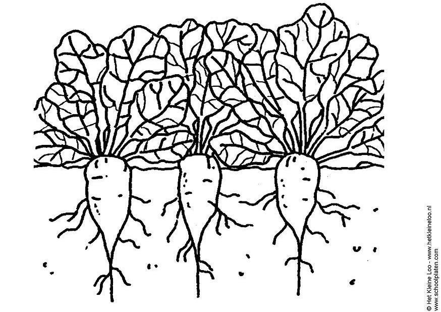 betteraves sucriA¨res Coloriage betteraves sucriA¨res