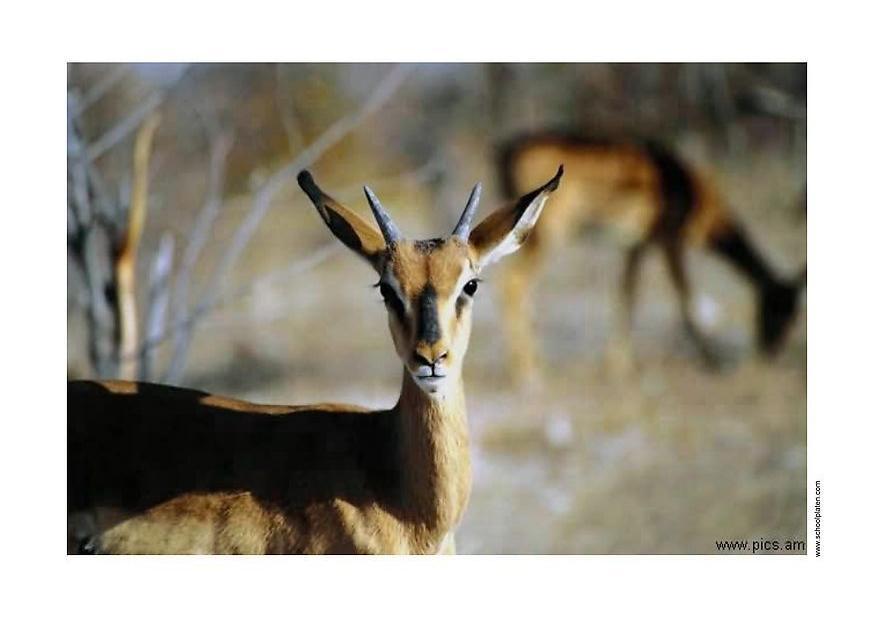 biche Photo biche
