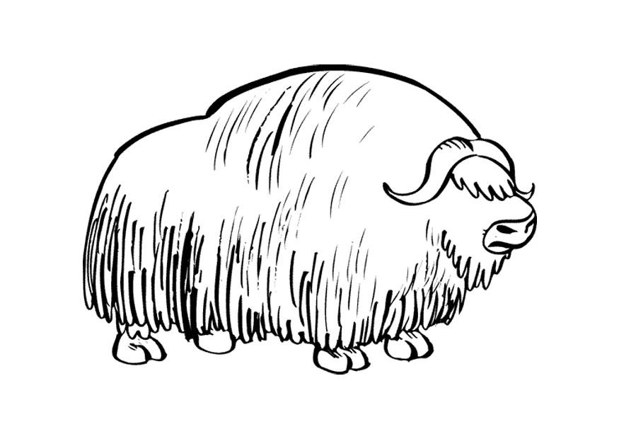 bison Coloriage bison