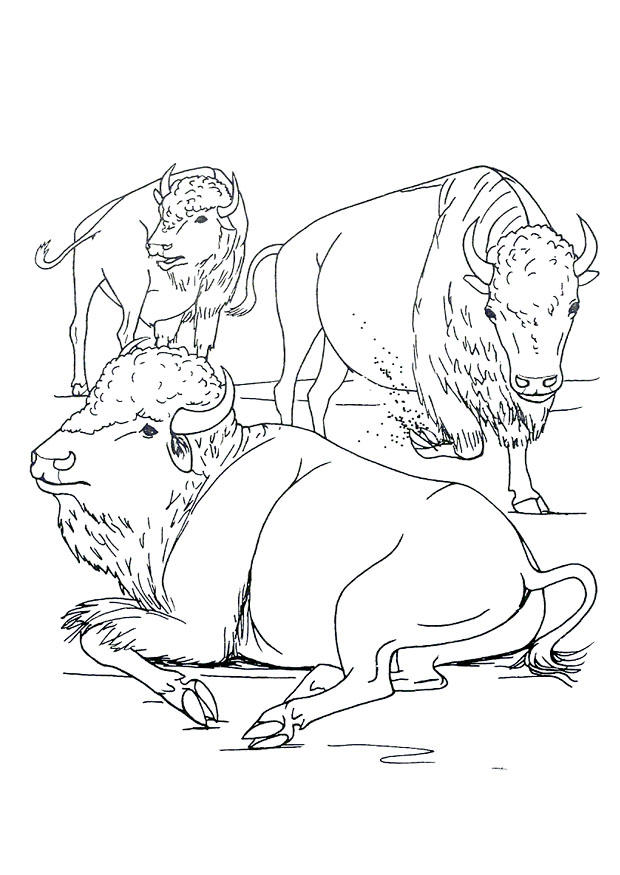 bisons Coloriage bisons