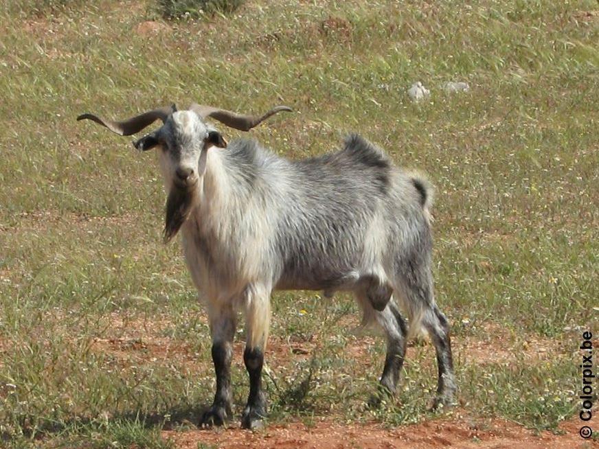 bouc Photo bouc