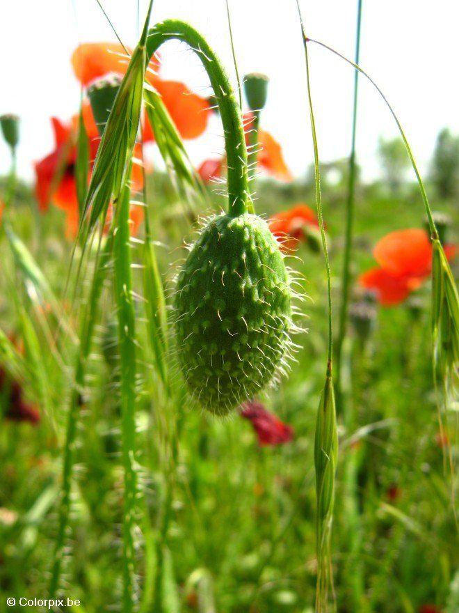 bouton de coquelicot Photo bouton de coquelicot