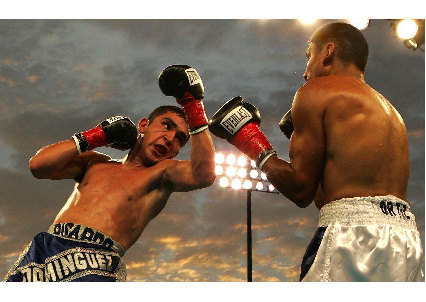 boxer Photo boxer