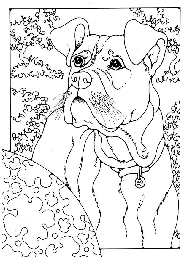 boxer Coloriage boxer