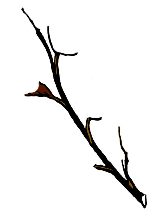 branche darbre en hiver Image branche darbre en hiver