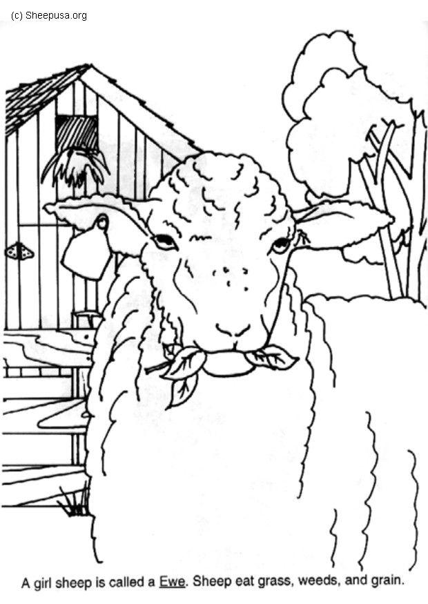 brebis Coloriage brebis