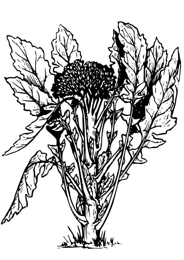 brocoli Coloriage brocoli