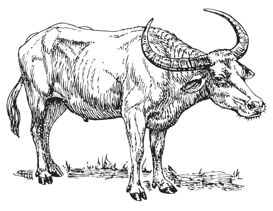 buffle Coloriage buffle