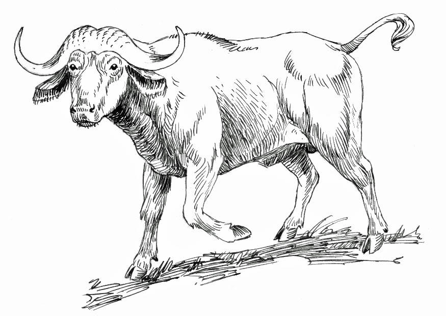buffle Coloriage buffle