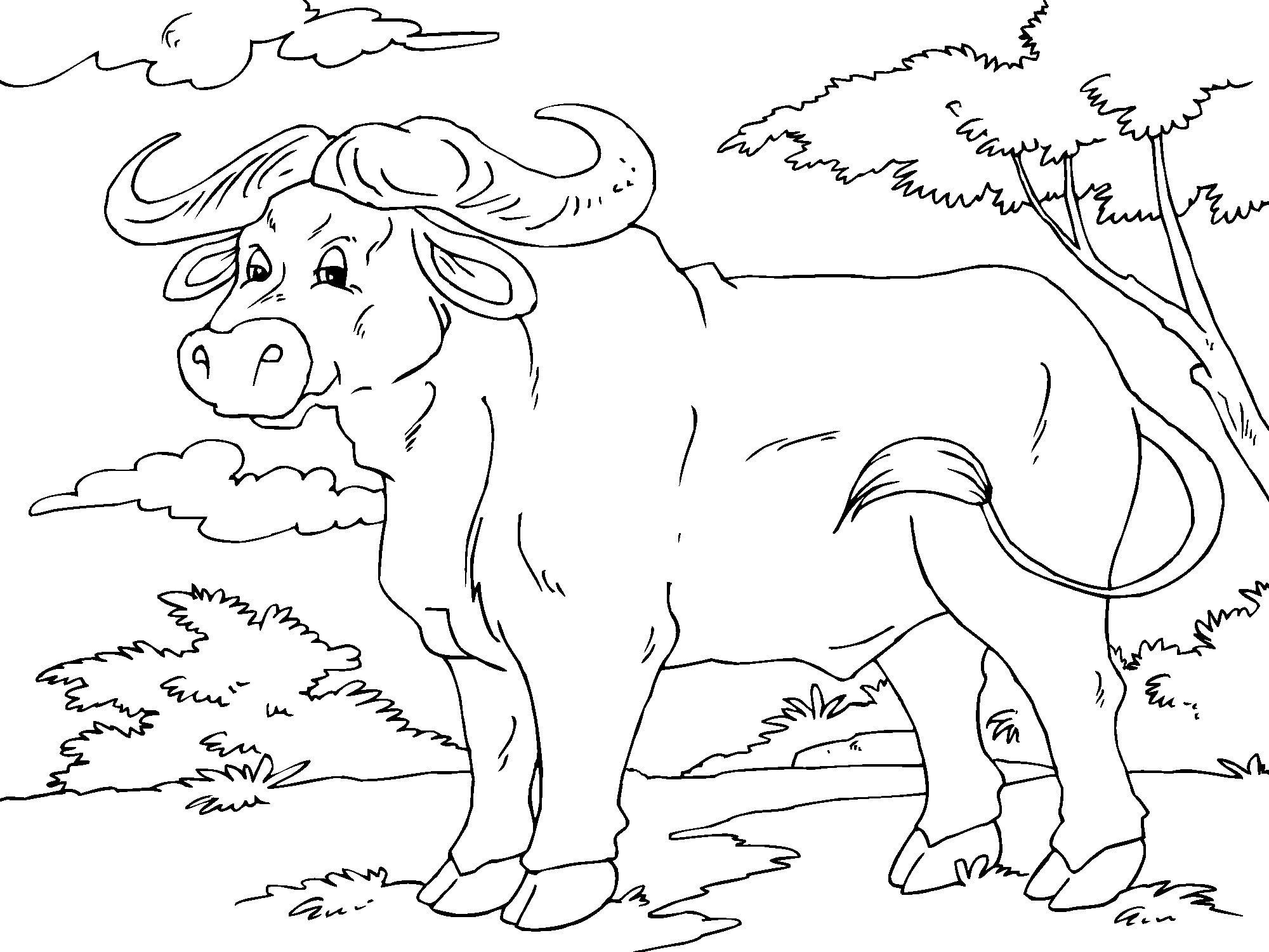buffle Coloriage buffle
