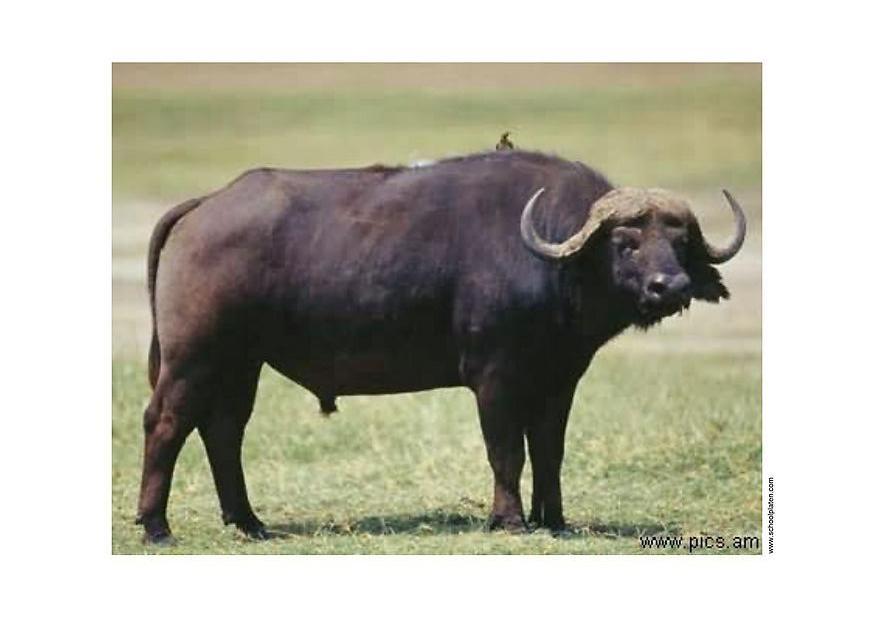 buffle Photo buffle