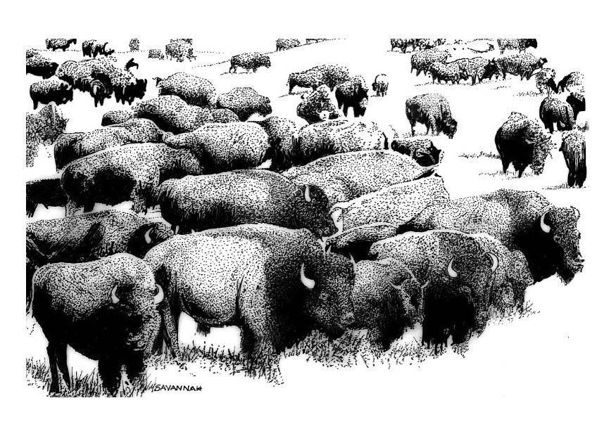 buffles amA©ricains Coloriage buffles amA©ricains