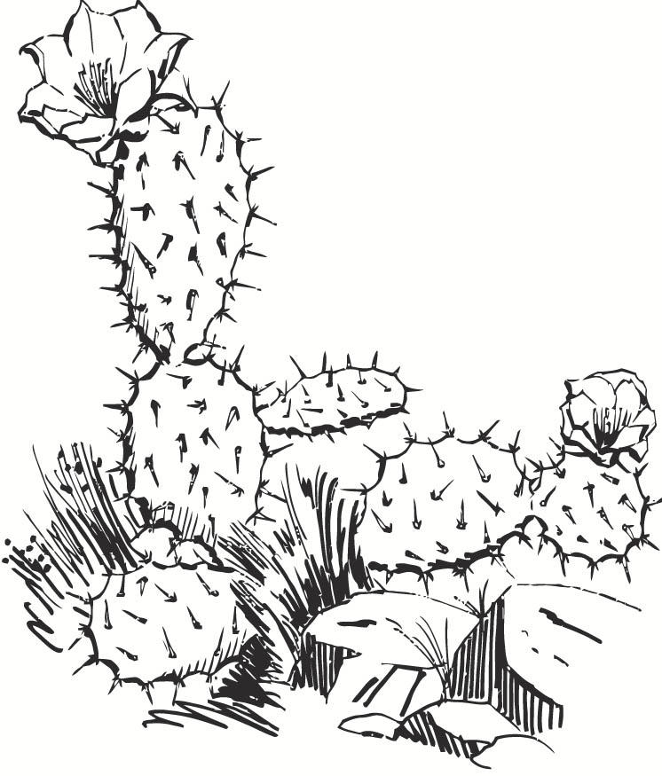 cactus Coloriage cactus