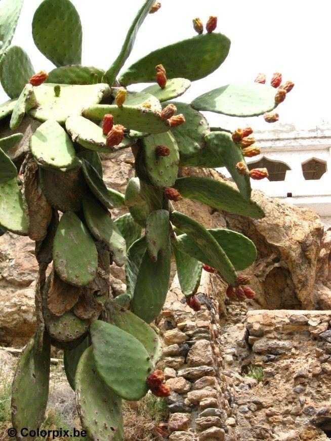 cactus Photo cactus