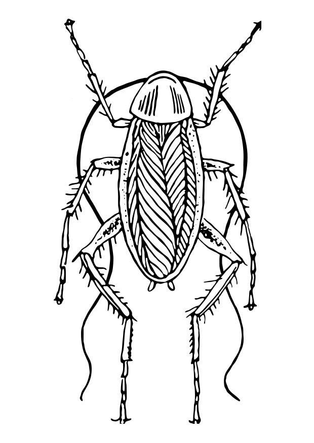 cafard Coloriage cafard