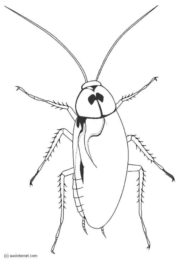 cafard Coloriage cafard