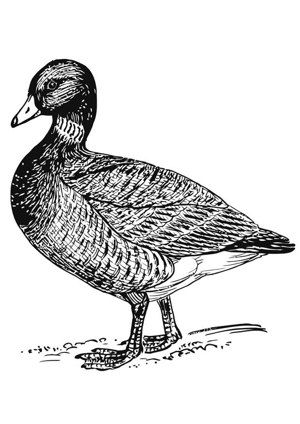 canard Coloriage canard
