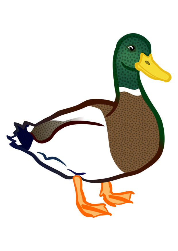 canard Image canard