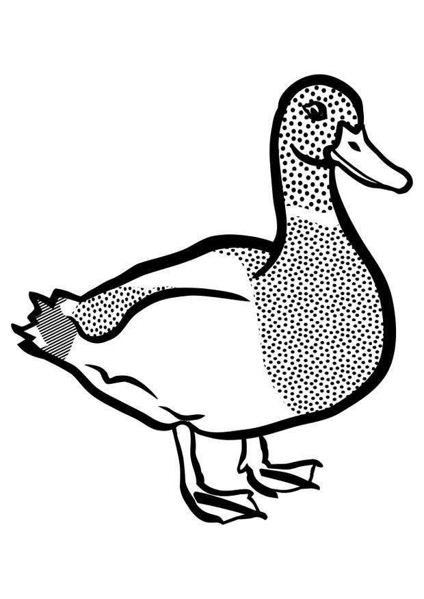 canard Coloriage canard