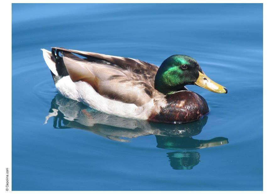 canard Photo canard