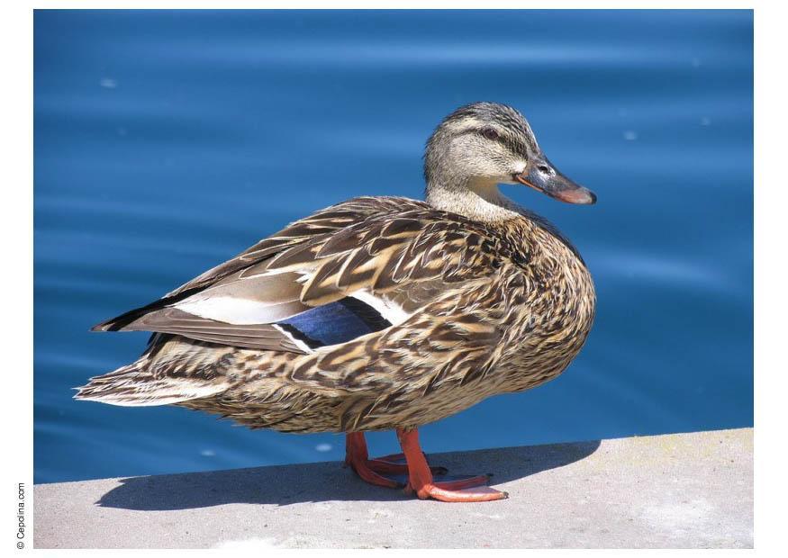 canard Photo canard
