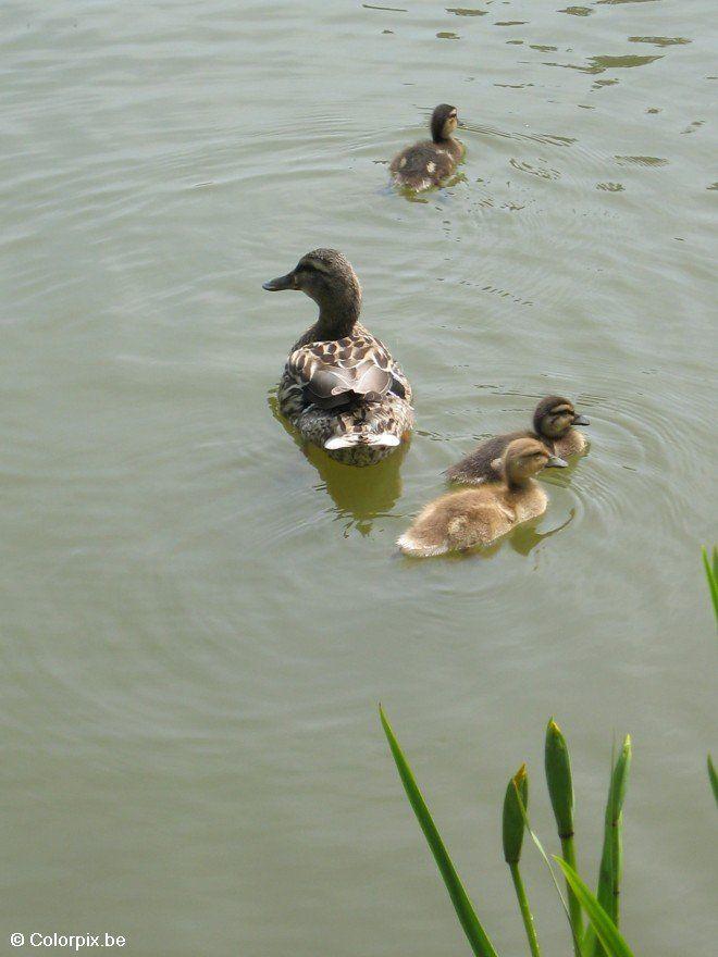 canard avec jeunes Photo canard avec jeunes