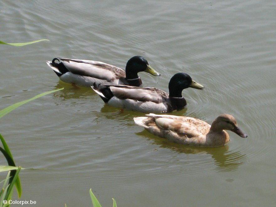 canard colvert Photo canard colvert
