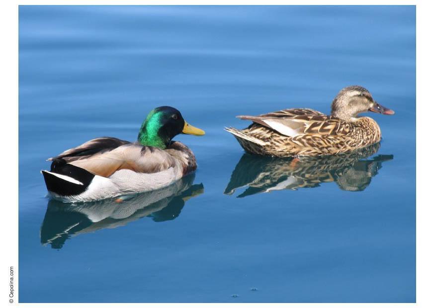 canards Photo canards
