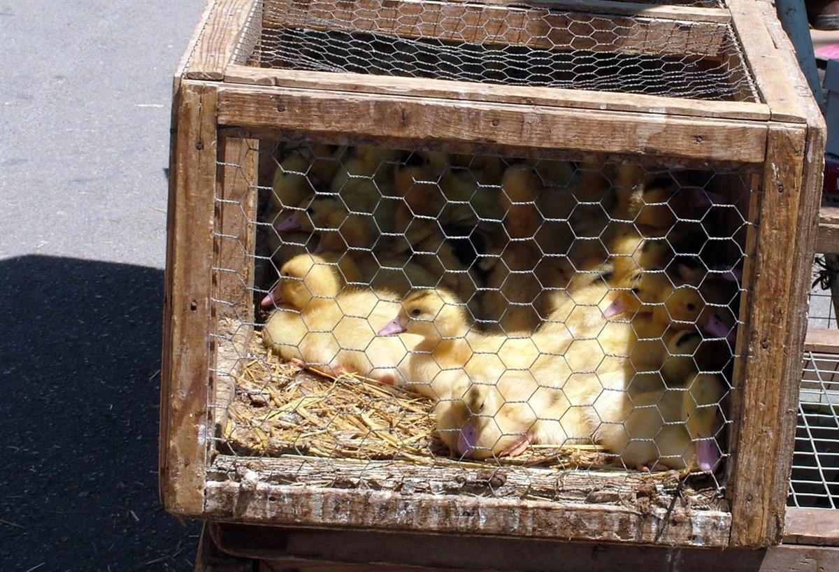 canetons en cage Photo canetons en cage